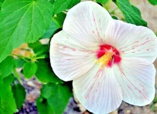 25 Peppermint Flare Hibiscus Seeds Fresh Garden