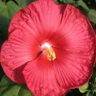 15+ Red Dinner Plate Hibiscus Flower Seeds Huge 10 12 Inch Fresh Garden