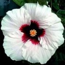 25 White Hibiscus Seeds (Crimson Eye) Perennial Flower Fresh Garden