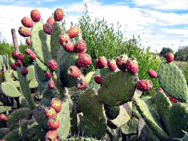 10 Prickly Pear Cactus Opuntia Ficus Indica Flower Seeds Fresh Garden