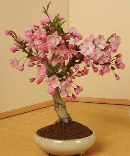 Japanese Cherry Blossom Seeds Prunus Serrulata Sakura Tree 10 Seeds Fresh Garden