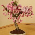 Japanese Cherry Blossom Seeds Prunus Serrulata Sakura Tree 10 Seeds Fresh Garden