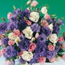 Origami Mix Columbine Seeds Flower Perennial Flowers Seed Bloom 25 Seeds Fresh Garden