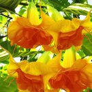 10 Dbl Bright Yellow Orange Angel Trumpet Seeds Flowers Seed Flower Fresh Garden