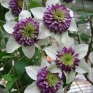 25 White Purple Clematis Seeds Large Bloom Climbing Perennial Flower J Fresh Garden
