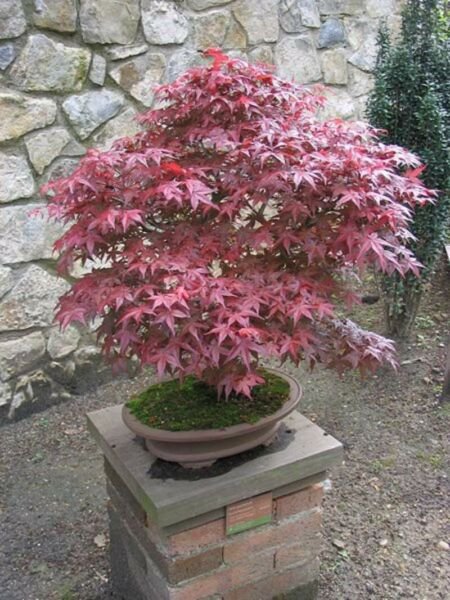 Red Japanese Maple 'Bloodgood' Tree. 20 Tree Seeds Bonsai Fresh Garden