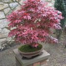 Red Japanese Maple 'Bloodgood' Tree. 20 Tree Seeds Bonsai Fresh Garden