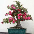 Bonsai Camelia Japonica Japanese Camellia 5 Seeds Fresh Garden