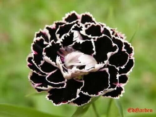 Black White Carnation Flower Seeds Perennial 20 Seeds Fresh Garden