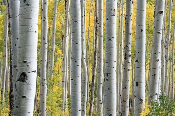 100 White Japanese Birch Tree Betula Platyphylla Japonica Seeds Fresh Garden