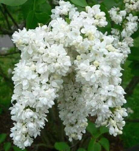 25 White Lilac Seeds Tree Fragrant Perennial Flower Flowers Seed Fresh Garden