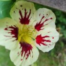 30+ Nasturtium Flower Seeds Orchid Cream White Rare Annual Fresh Garden
