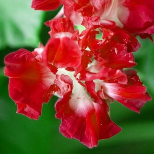 25+ Red Ruffled Morning Glory Flower Seeds Perennial Ipomoea Fresh Garden