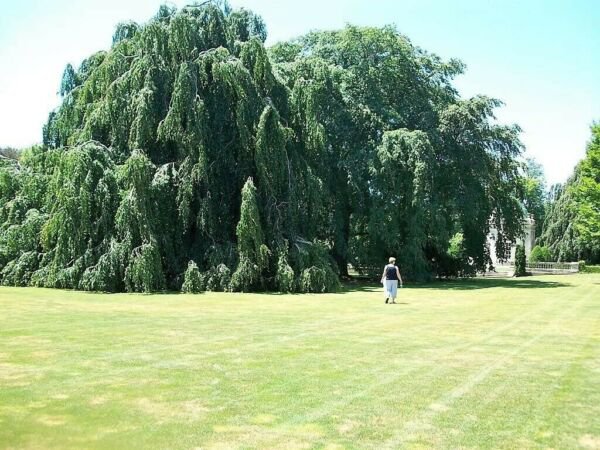 50 Silver Weeping Birch Tree White European Betula Pendula Alba Seeds Fresh Garden