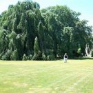50 Silver Weeping Birch Tree White European Betula Pendula Alba Seeds Fresh Garden