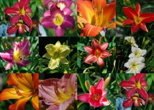 50 Double Mix Petunia Seeds Flower Containers Hanging Baskets Window Seed Fresh Garden