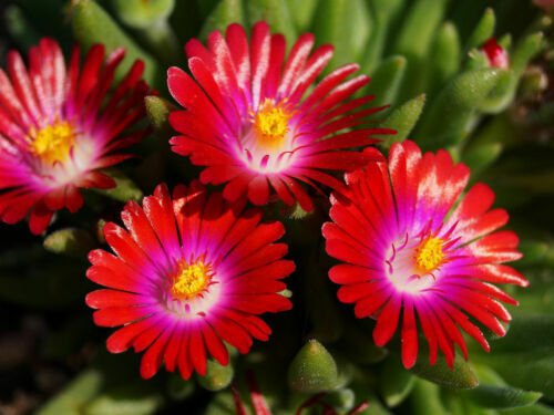 30 Delosperma Carmine Red Ice Plant Ground Cover Perennial Fresh Garden