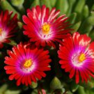 30 Delosperma Carmine Red Ice Plant Ground Cover Perennial Fresh Garden