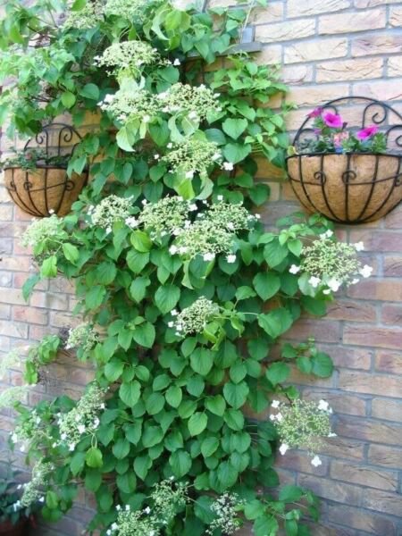 50 Climbing Hydrangea White Flower Vine Seeds Fresh Garden
