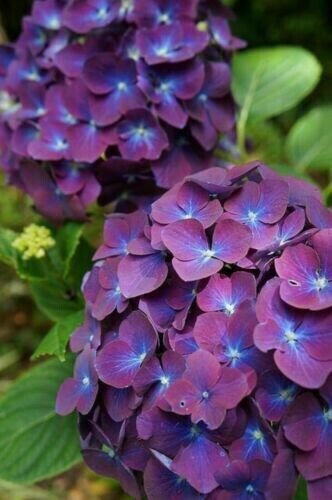 5 Purple Blue Hydrangea Seeds Fresh Garden