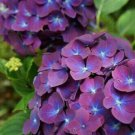 5 Purple Blue Hydrangea Seeds Fresh Garden