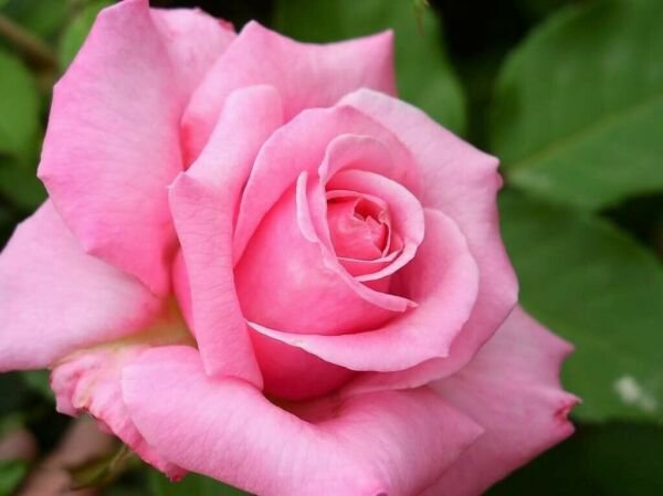 5 Pink Rose Rosa Bush Shrub Perennial Flower Seeds Fresh Garden