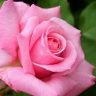 5 Pink Rose Rosa Bush Shrub Perennial Flower Seeds Fresh Garden
