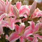 50 Pcs Pink Rare Lily Flower Seeds Planting Flower Lilium Perfume Plant Fresh Garden