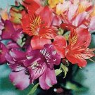25+ Alstroemeria Mix Flower Seeds Peruvian Lily Perennial Fresh Garden
