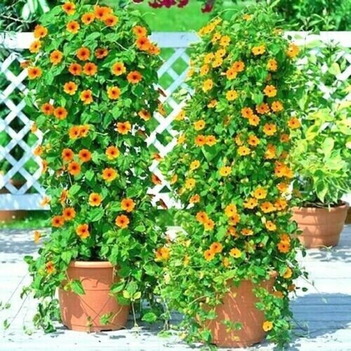 50 Black Eyed Susan Vine Flower Seeds Fresh Garden