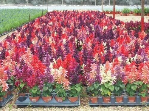 50 Pink Red White Salvia Seeds Flower Seed Perennial Flowers Hummingbird Fresh Garden