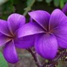 5 Dark Purple Plumeria Seeds Plants Flower Lei Hawaiian Perennial Flowers Fresh Garden