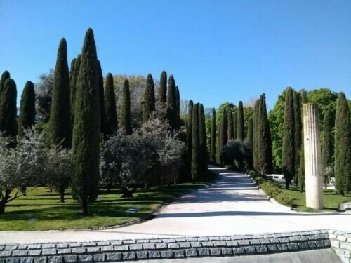 Italian Cypress Cupressus Sempervirens Stricta 10 Seeds Guaranteed Real Fresh Garden