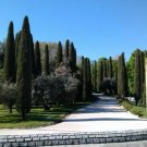 Italian Cypress Cupressus Sempervirens Stricta 10 Seeds Guaranteed Real Fresh Garden