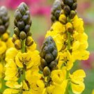 Popcorn Cassia Cassia Didymobotrya 10 Seeds Guaranteed Authentic Fresh Garden