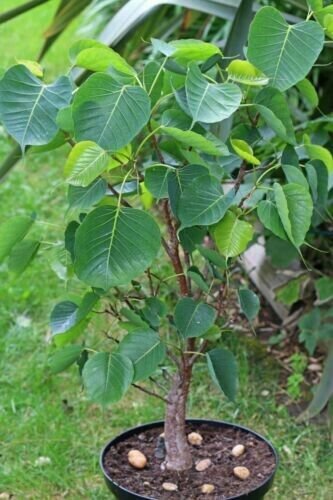 Sacred Fig Bodhi Tree Ficus Religiosa 20 Seeds Guaranteed Authentic Fresh Garden