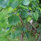 Sacred Fig Bodhi Tree Ficus Religiosa 20 Seeds Guaranteed Authentic Fresh Garden