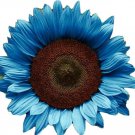 50 Midnight Oil Blue Sunflower Seeds Plants Planting Colorful Fresh Garden