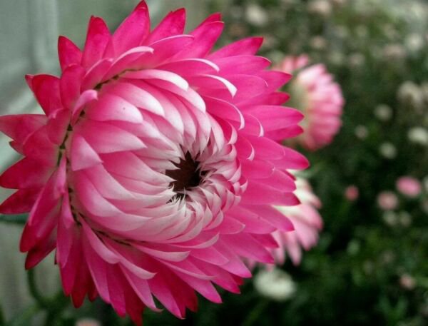 50 Pink Double Strawflower Helichrysum Bracteatum Flower Seeds Fresh Garden