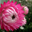 50 Pink Double Strawflower Helichrysum Bracteatum Flower Seeds Fresh Garden