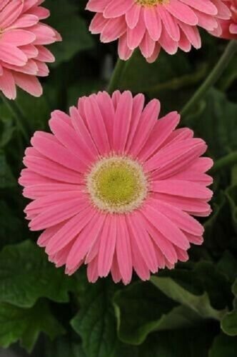 Bin#2R7D6 Gerbera Daisy Seeds Revolution Pink With Green Eye 15 Seeds Fresh Garden