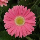 Bin#2R7D6 Gerbera Daisy Seeds Revolution Pink With Green Eye 15 Seeds Fresh Garden
