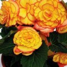 Begonia Seeds Begonia On Top Sun Glow 15 Pelleted Seeds Fresh Garden