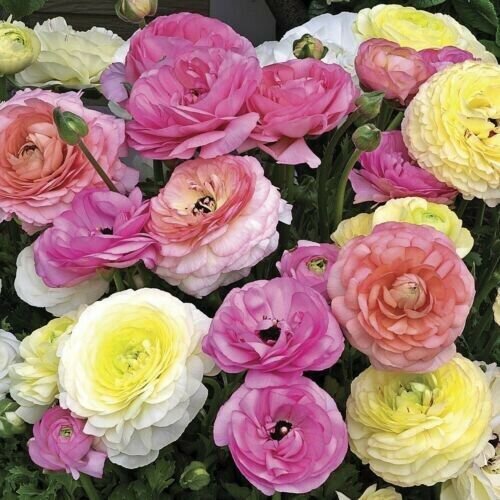 Ranunculus Seeds Mache Pastel Mix 25 Seeds Fresh Garden