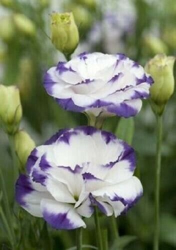 Lisianthus Seeds Super Magic Capri Blue Picotee 50 Pelleted Seeds Fresh Garden