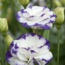 Lisianthus Seeds Super Magic Capri Blue Picotee 50 Pelleted Seeds Fresh Garden