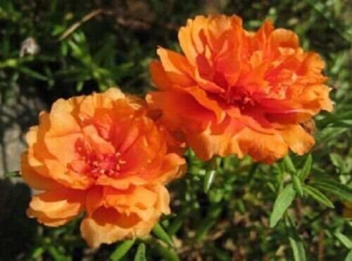 Portulaca Seeds Portulaca Extra Orange 50 Multi Pelleted Seeds Perennial Fresh Garden