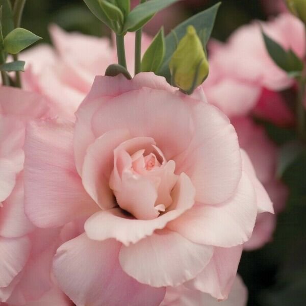 Lisianthus Seeds Mariachi Misty Pink 25 Pelleted Seeds Flower Seeds Fresh Garden