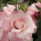 Lisianthus Seeds Mariachi Misty Pink 25 Pelleted Seeds Flower Seeds Fresh Garden