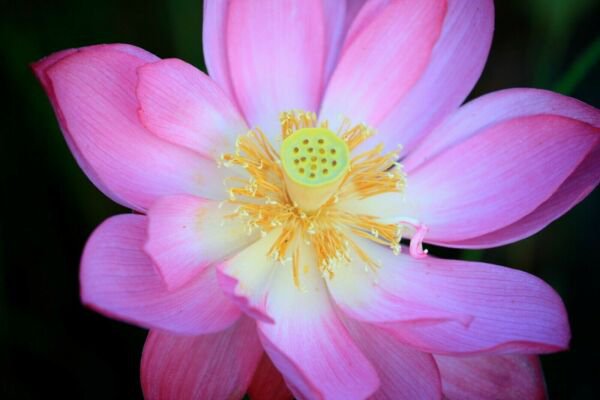 Platycodon Astra Semi Double Pink 50 Balloon Flower Seeds Fresh Garden